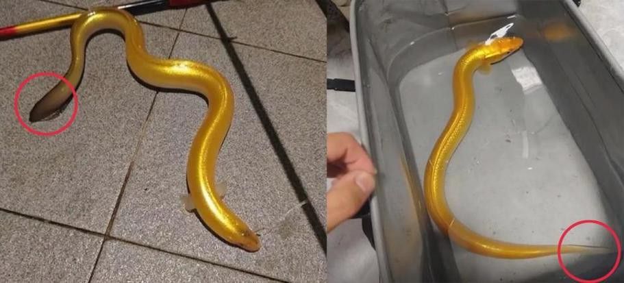 像金龍魚一樣的海魚是什么魚圖片