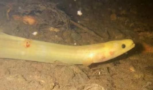 像金龍魚一樣的海魚是什么魚圖片