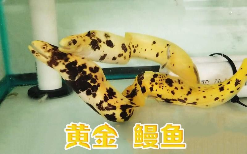 像金龍魚一樣的海魚是什么魚圖片