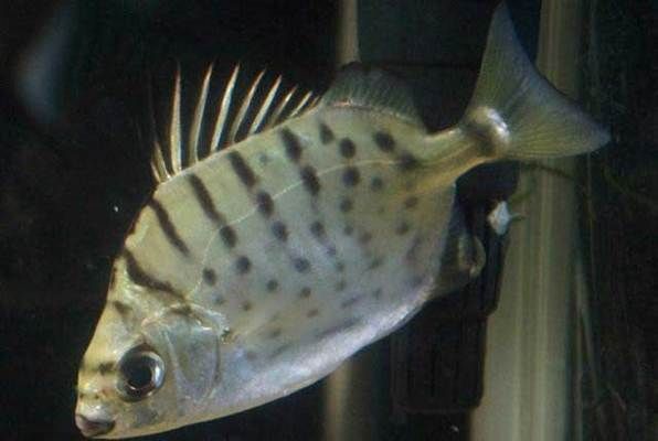 如何觀察銀鼓魚苗的喂食行為？：如何觀察銀鼓魚苗的喂食行為