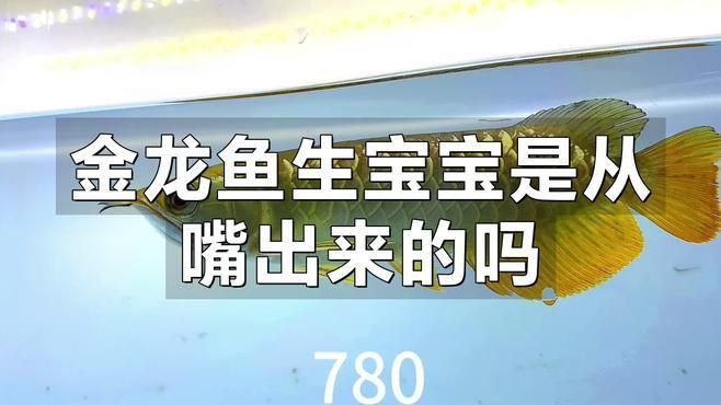金龍魚繁殖技術(shù)要點