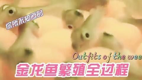 金龍魚繁殖技術(shù)要點