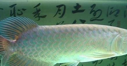 尖嘴鱷和龍魚混養嗎