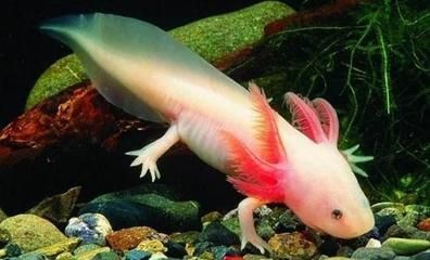 六角恐龍魚可以長多大？（六角恐龍魚的生長速度）