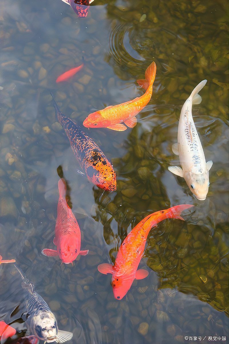 魚鼓肚子炸鱗還有救嗎