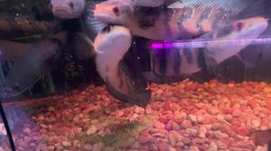 紅帝王龍魚是一種非常獨(dú)特且珍貴的觀賞魚，飼養(yǎng)者需要了解：關(guān)于紅帝王龍魚的一些詳細(xì)信息