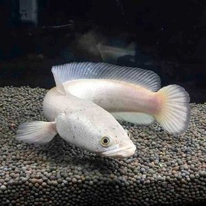 白化雷龍魚好養嗎