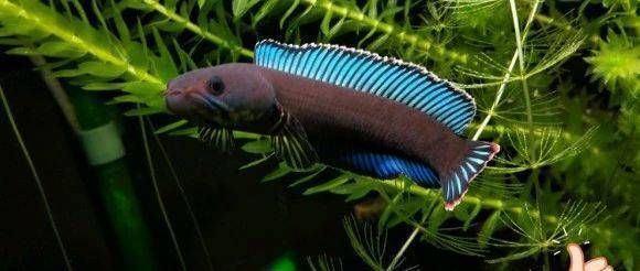 白化雷龍魚好養嗎