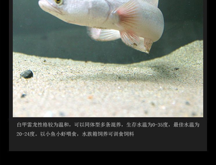 白化雷龍魚好養嗎
