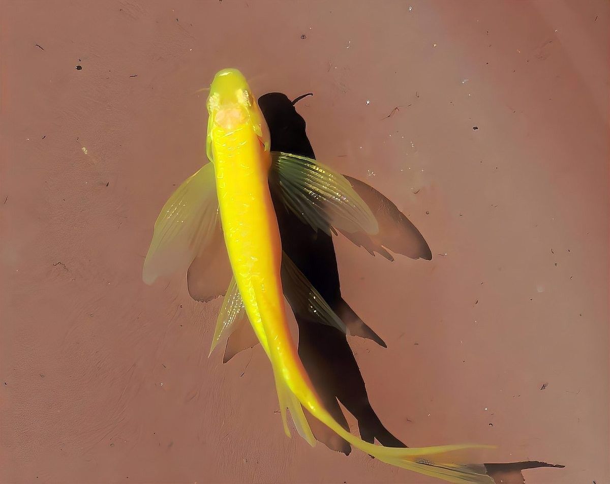 黃鰭鯧會咬龍魚尾巴么