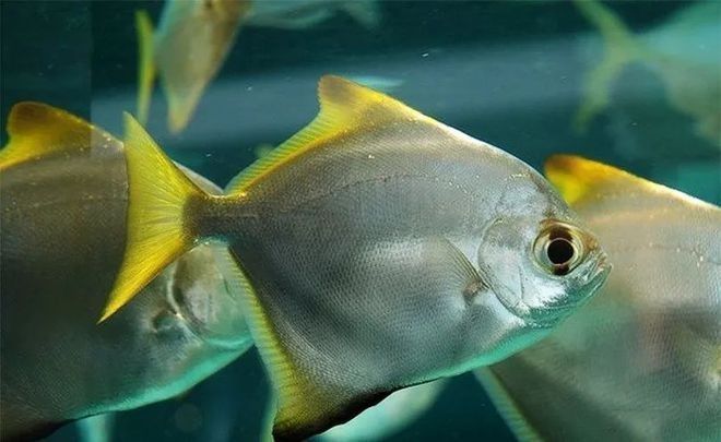 黃鰭鯧會咬龍魚尾巴么