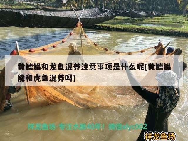 黃鰭鯧會咬龍魚尾巴么
