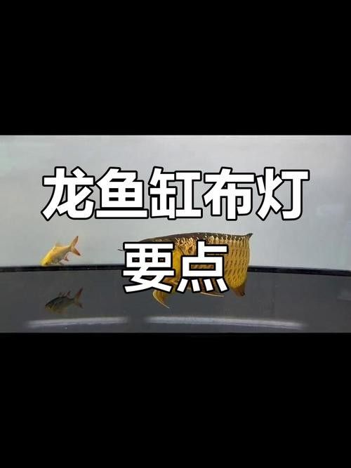 龍魚缸用什么燈好一點呢