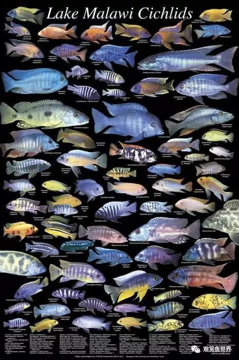 馬鯛魚是兇魚還是吉魚