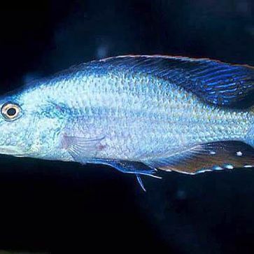 馬鯛魚是兇魚還是吉魚