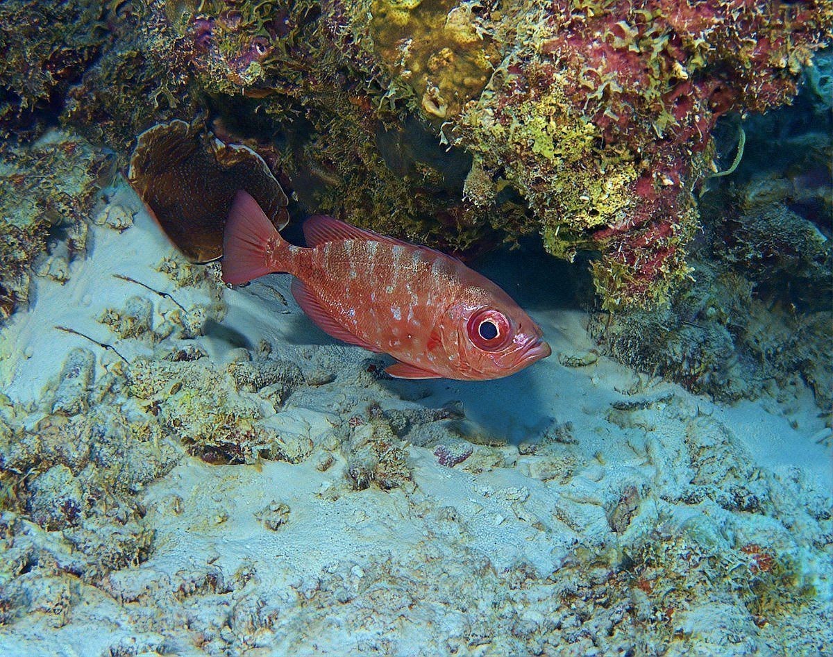馬鯛魚是兇魚還是吉魚