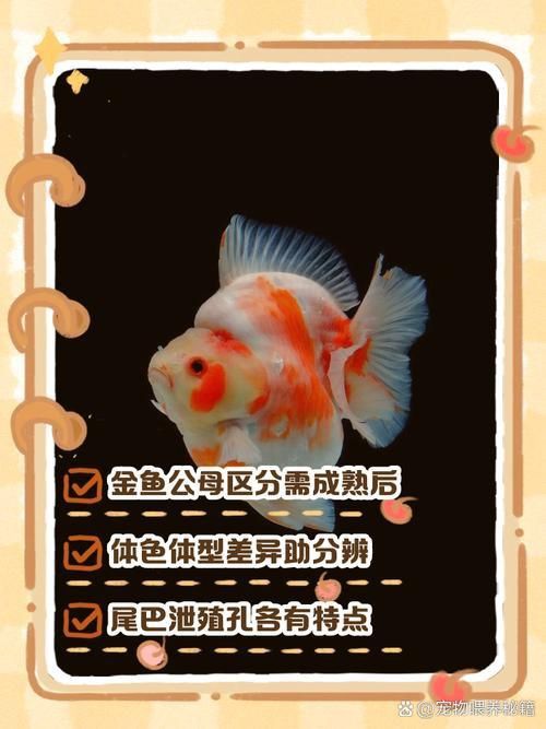 金魚(yú)公母對(duì)照?qǐng)D