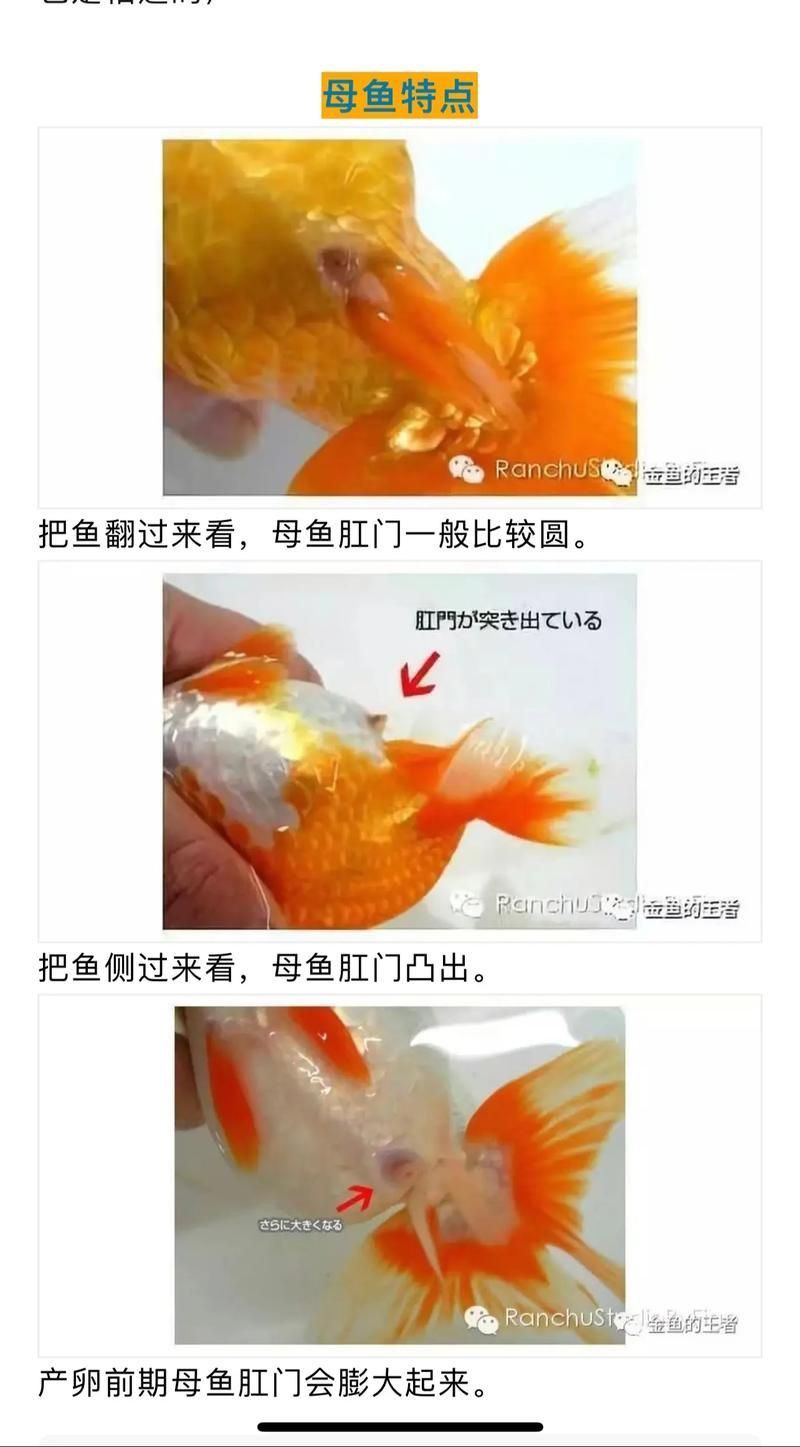 金魚(yú)公母對(duì)照?qǐng)D