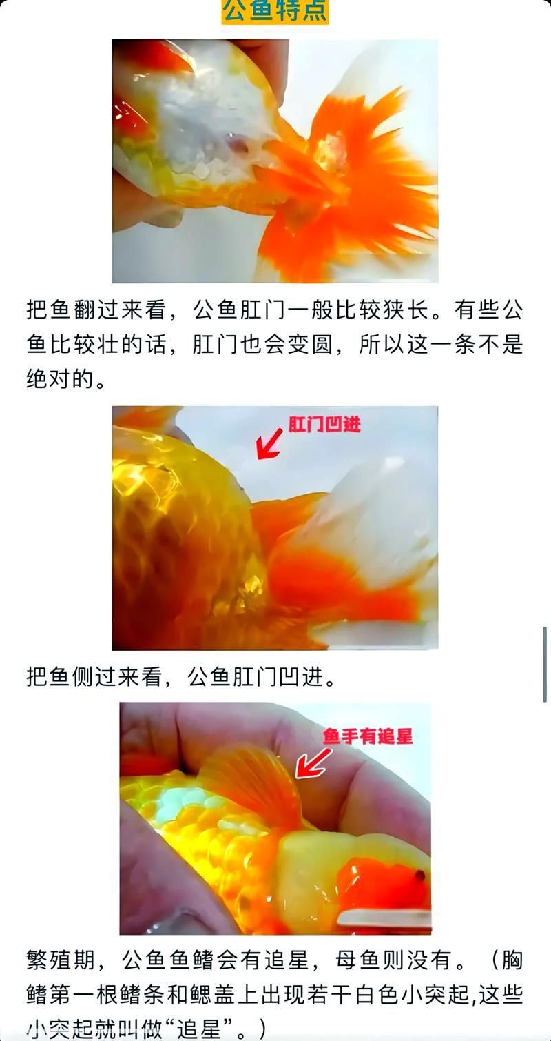 金魚(yú)公母對(duì)照?qǐng)D