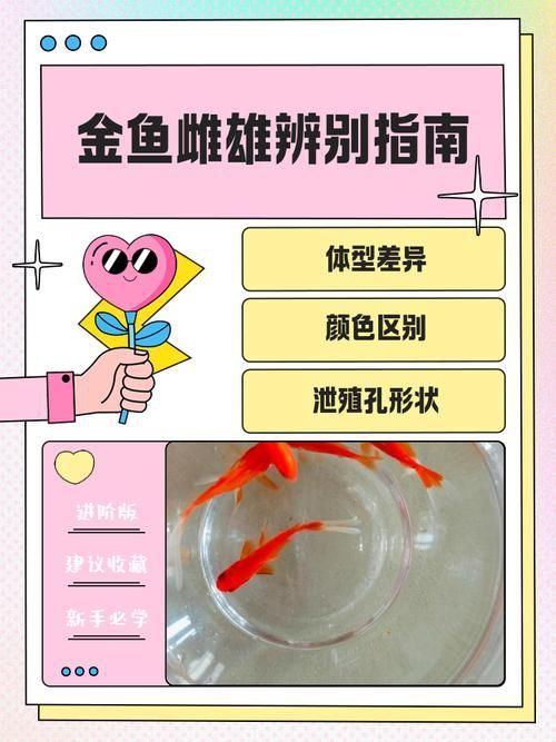 金魚(yú)公母對(duì)照?qǐng)D