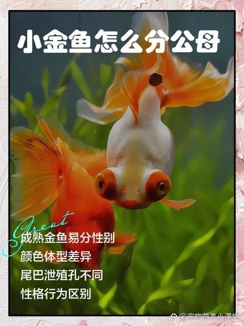 金魚(yú)公母對(duì)照?qǐng)D