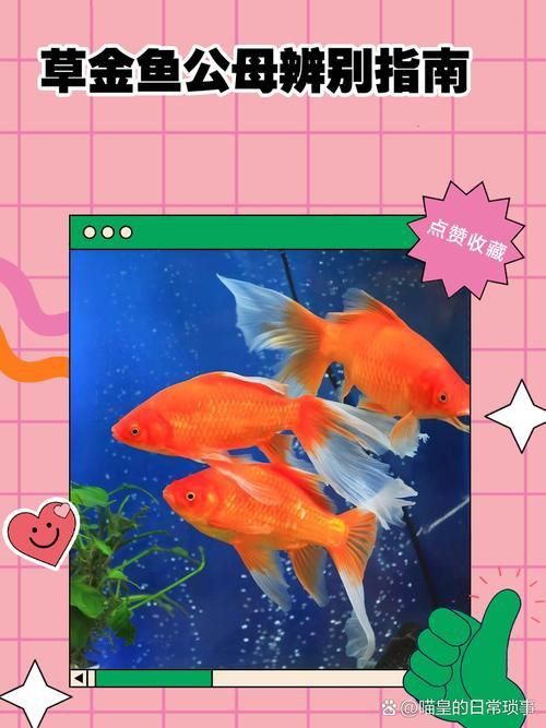 金魚(yú)公母對(duì)照?qǐng)D