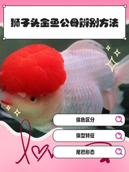 金魚(yú)公母對(duì)照?qǐng)D