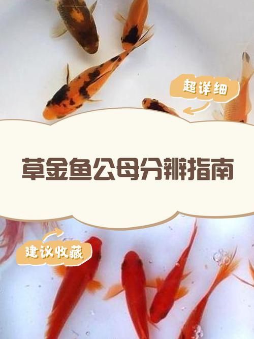 金魚(yú)公母對(duì)照?qǐng)D