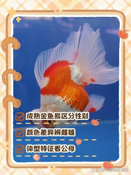 金魚(yú)公母對(duì)照?qǐng)D