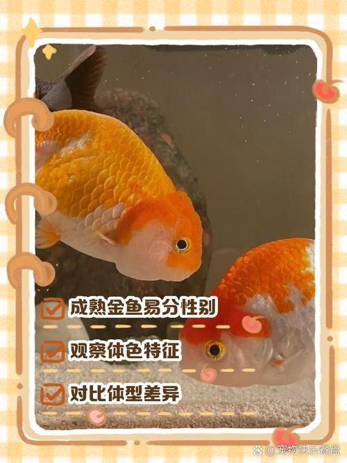 金魚(yú)公母對(duì)照?qǐng)D