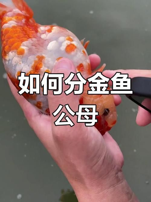金魚(yú)公母對(duì)照?qǐng)D