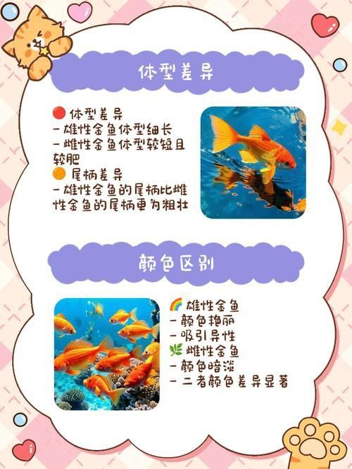 金魚(yú)公母對(duì)照?qǐng)D
