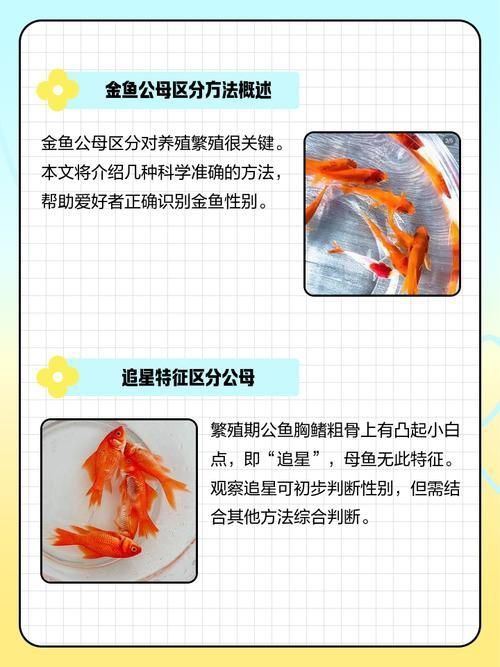 金魚(yú)公母對(duì)照?qǐng)D