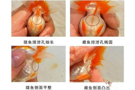 金魚(yú)公母對(duì)照?qǐng)D