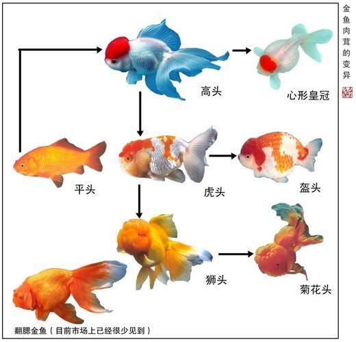 金魚(yú)公母對(duì)照?qǐng)D