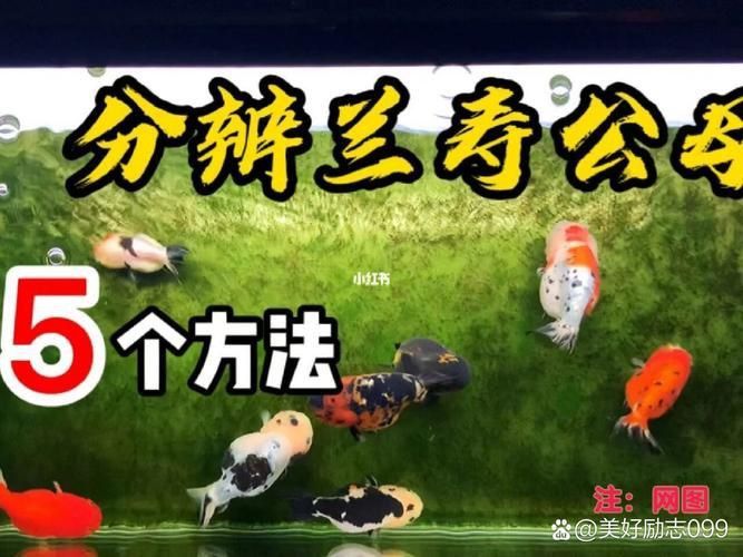 金魚(yú)公母對(duì)照?qǐng)D