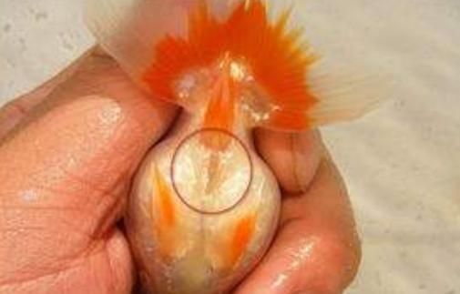 金魚(yú)公母對(duì)照?qǐng)D