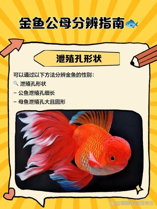 金魚(yú)公母對(duì)照?qǐng)D