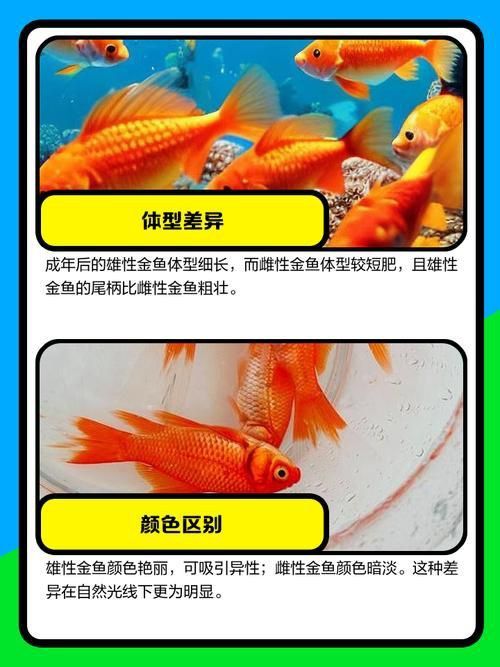 金魚(yú)公母對(duì)照?qǐng)D