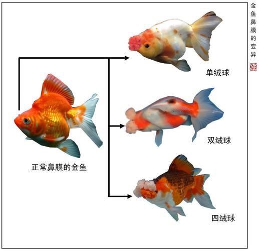 金魚(yú)公母對(duì)照?qǐng)D
