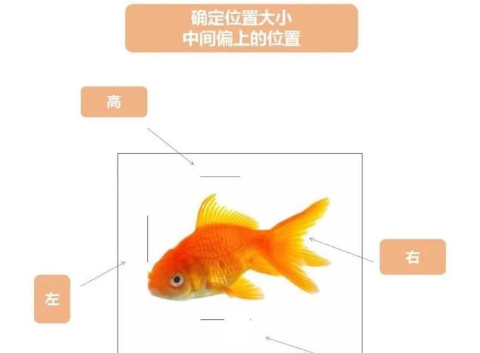 金魚(yú)公母對(duì)照?qǐng)D