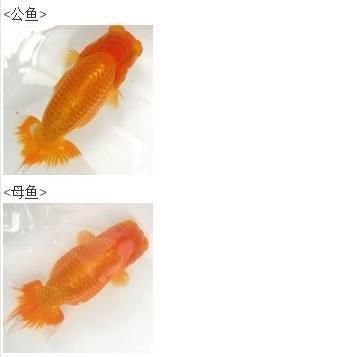 金魚(yú)公母對(duì)照?qǐng)D