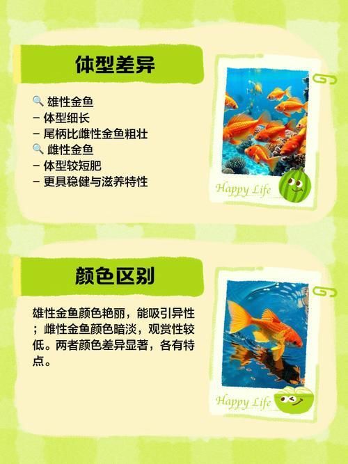 金魚(yú)公母對(duì)照?qǐng)D