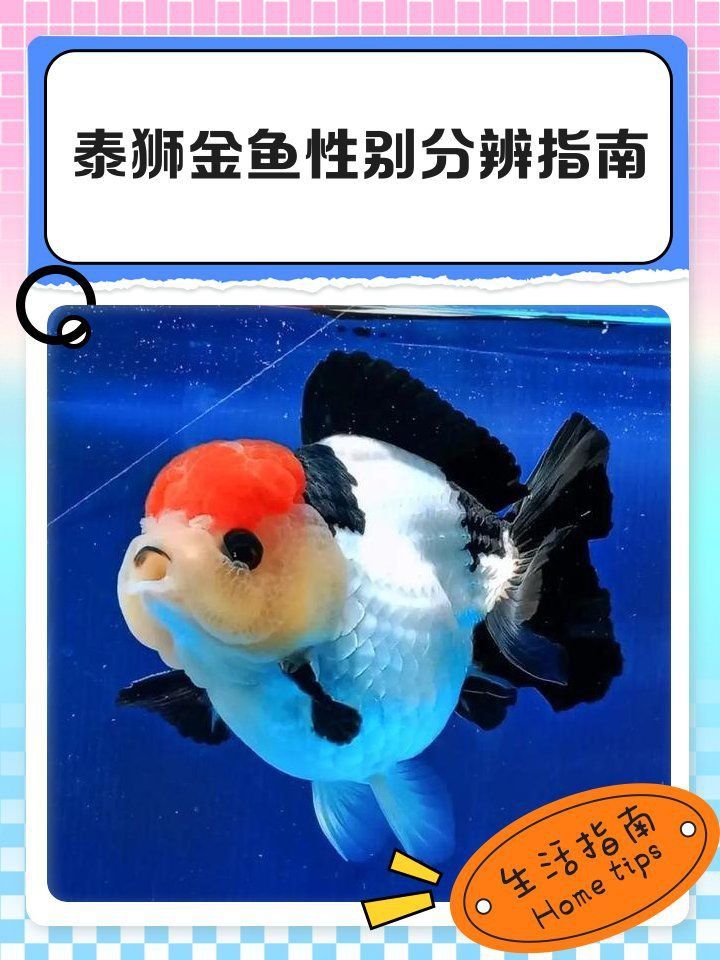 金魚(yú)公母對(duì)照?qǐng)D