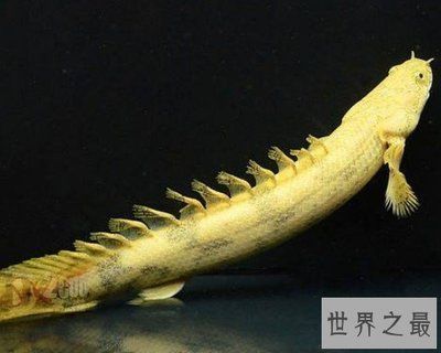 龍魚夏季水溫多少：夏季高溫時期，飼養者應注意以下幾種方法來調節水溫
