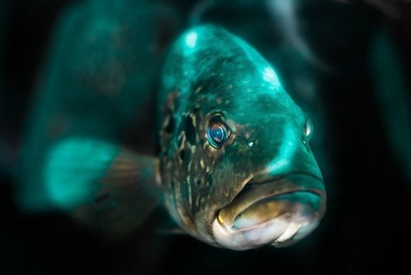 旅游網站祥龍水族館評價：青島市北區祥龍水族館