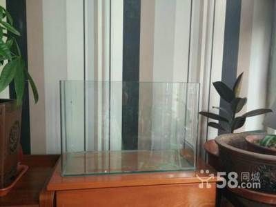 魚缸市場價(jià)（懶人魚缸的日常打理技巧）