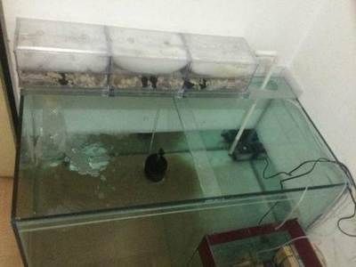 魚缸市場價(jià)（懶人魚缸的日常打理技巧）