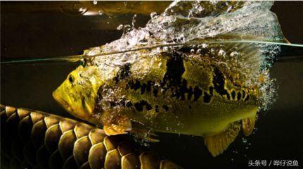 龍魚咬巴西亞的魚：如何緩解龍魚攻擊巴西亞魚的心理分析