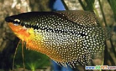 恐龍魚真菌感染的早期診斷方法：恐龍魚真菌感染的早期診斷